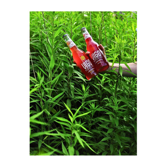 Lightbrew Kombucha Acai – 2-day fermentation 330 ml | VIGO